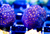 Purple Passion Psammocora
