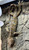 Tokay Gecko