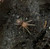 Bolivian Dwarf Beauty Tarantula