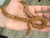 Tessera Cornsnake