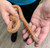 Peanut Butter Florida Kingsnake