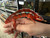 Ambilobe Panther Chameleon