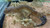 Blood Het Tremper Leopard Gecko