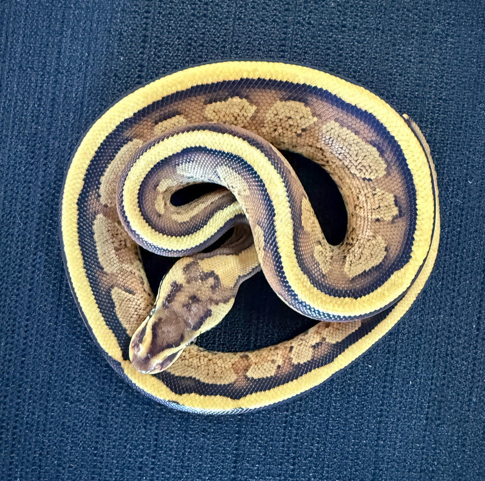 Super Stripe Ball Python