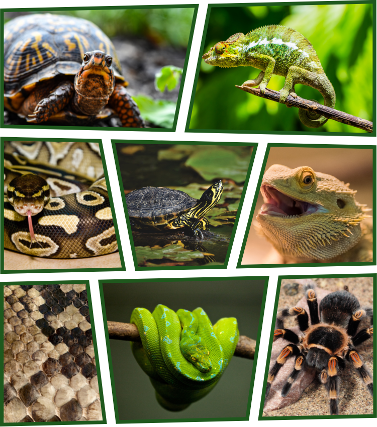 Reptiles Reptiles