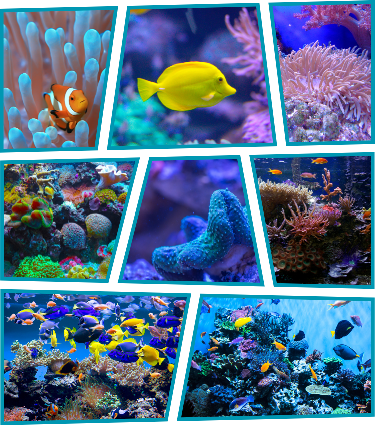 Saltwater Fish Saltwater Fish