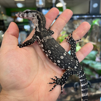 Axanthic Water Monitor