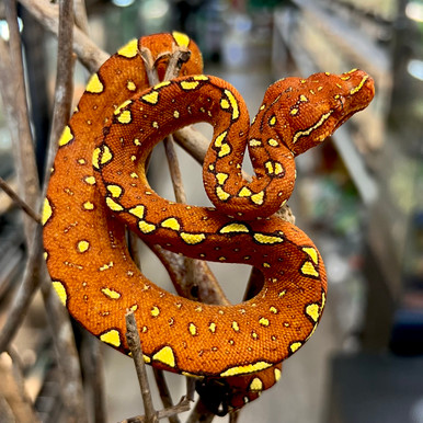 Biak Green Tree Python