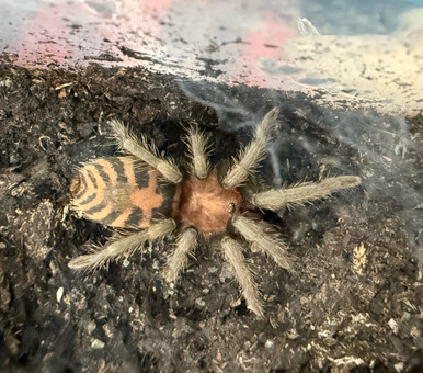 Guatemalan Tiger Rump Tarantula