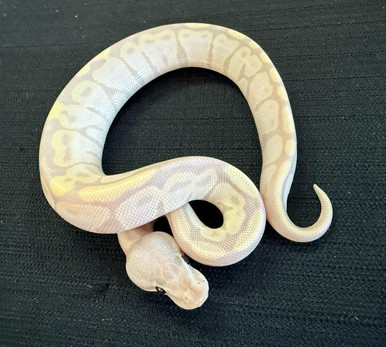 Super Banana Ball Python