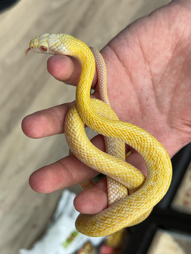 Albino Japanese Rat Snake