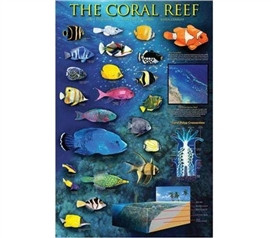 Identifying Coral Reefs in the World Poster Essential
