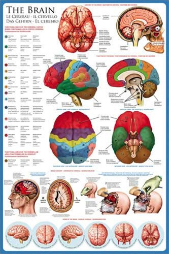 The Human BRAIN & Anatomy - Biology Poster