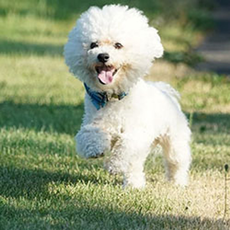 Bichon hot sale havanais frise