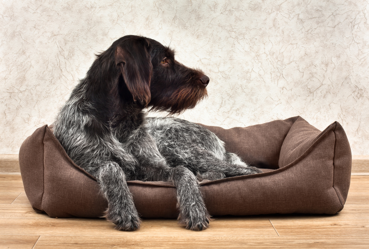 Choosing the Perfect Bed for Your Dog: A Guide to all Types of Dog Beds