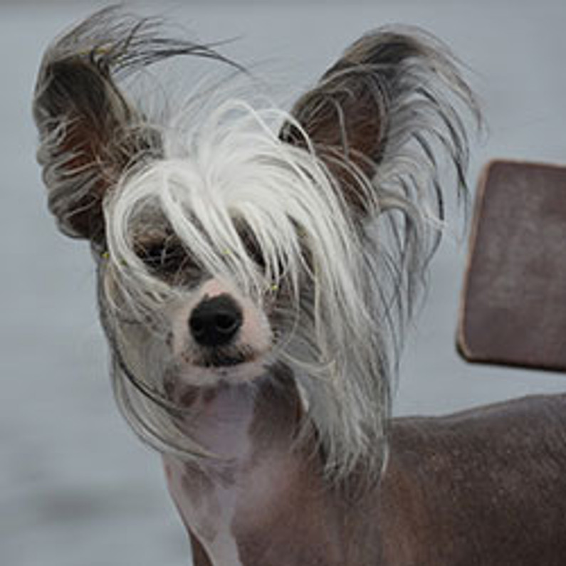 are chinese crested good companion animals