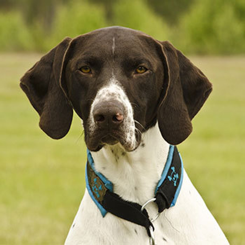 german shorthaired pointer