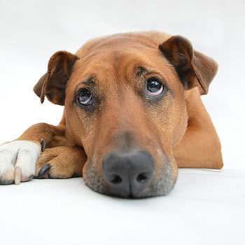 iodine bath for dogs