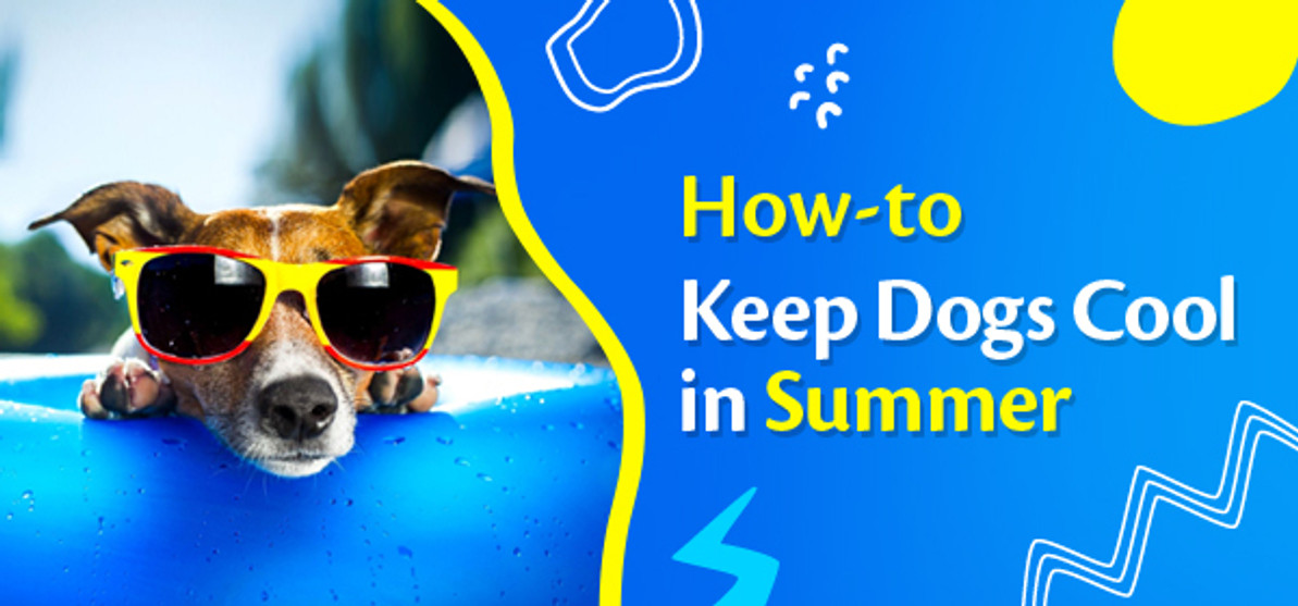 Cool Canines: Tips to Keep Them Cool in Summer