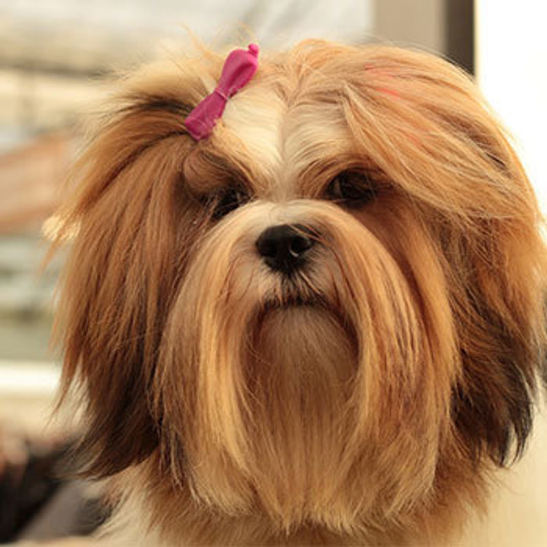 are lhasa apso the most intelligent dogs