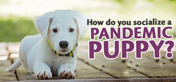 cherrybrook pet store