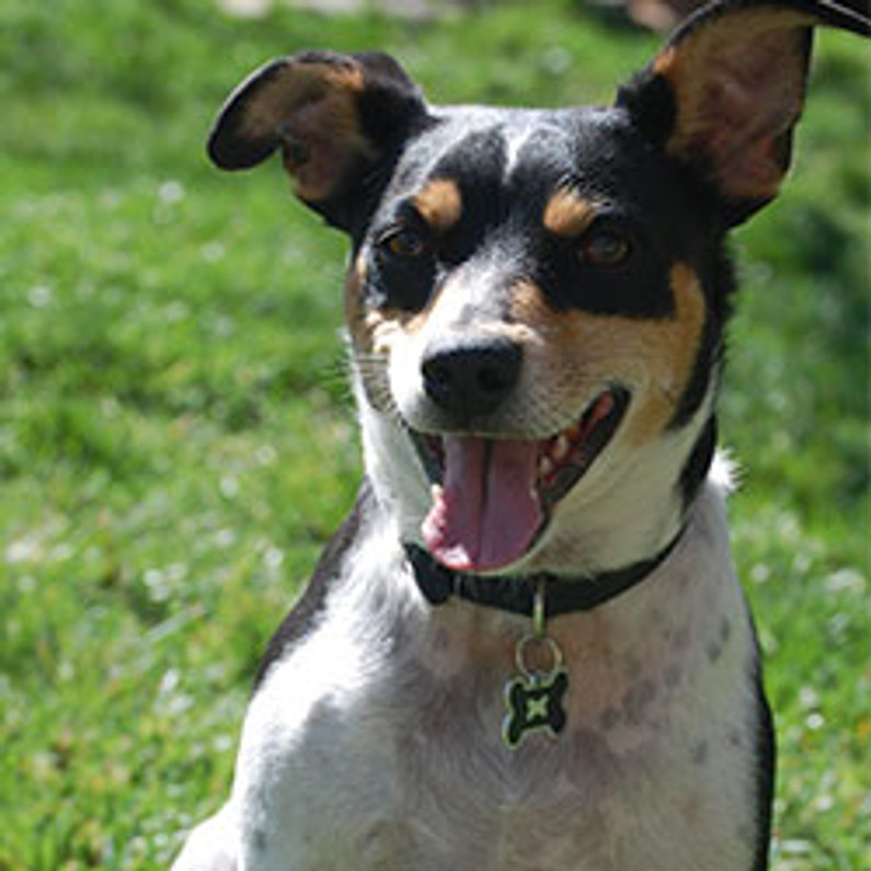 rat terrier