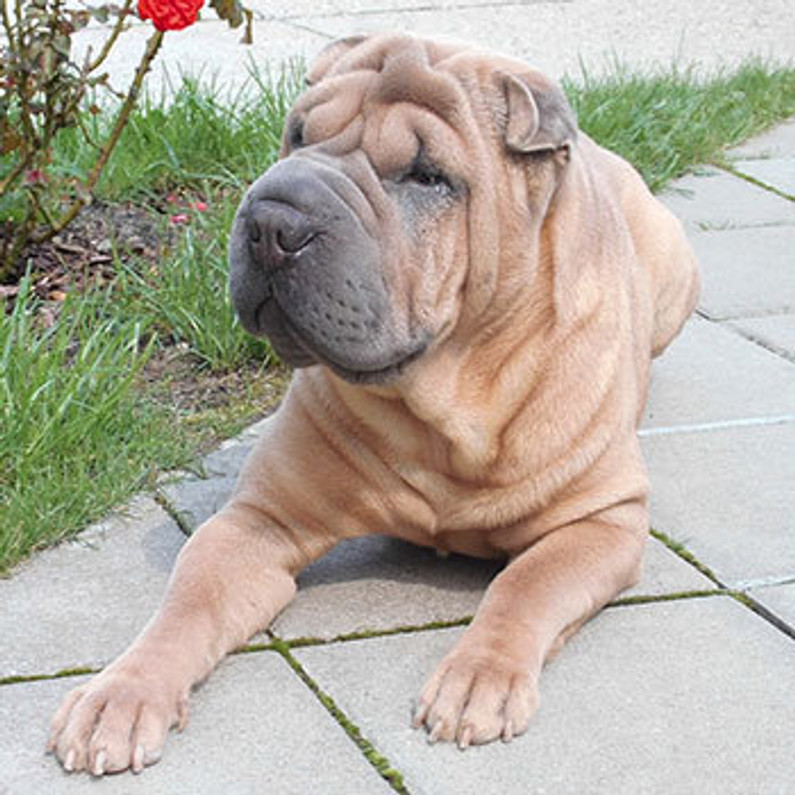 Shar shop pei dog