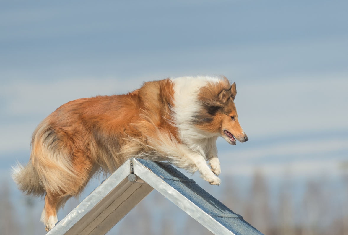 Spring Into Action: Fun Exercise Ideas for Your Canine Companion