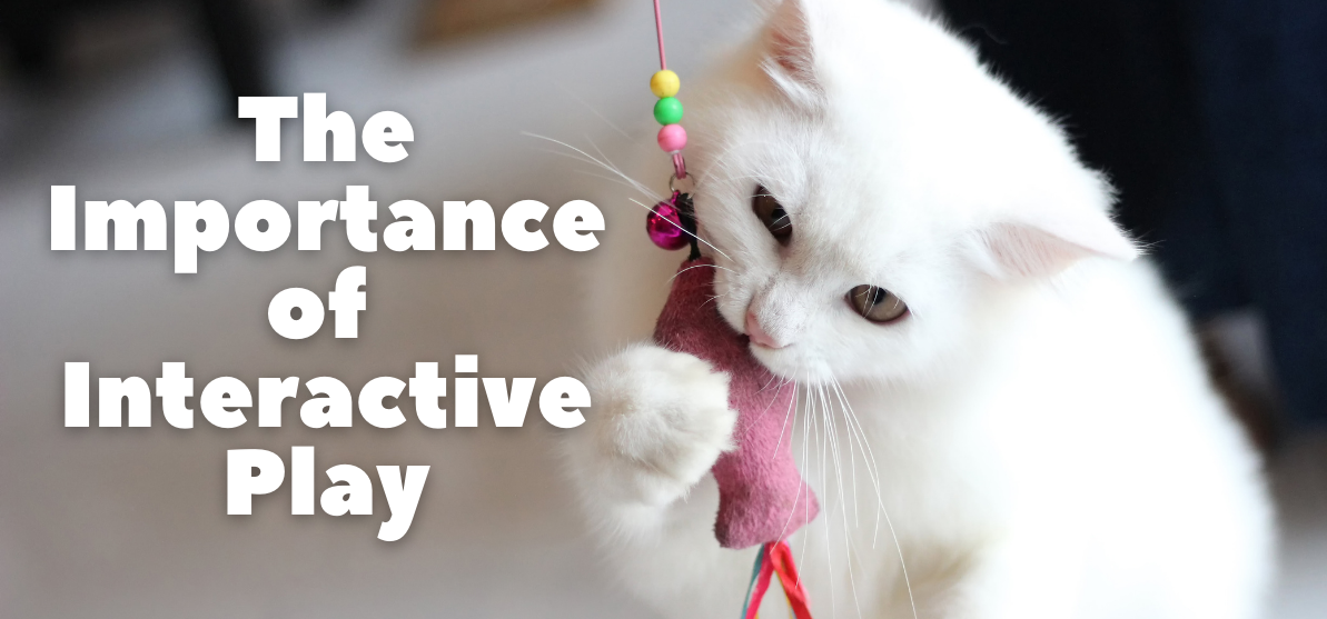 The Importance of Interactive Play with Cats