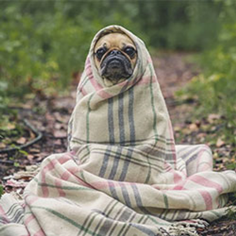 Do Summer Thunderstorms Send Your Dog Into a Panic?