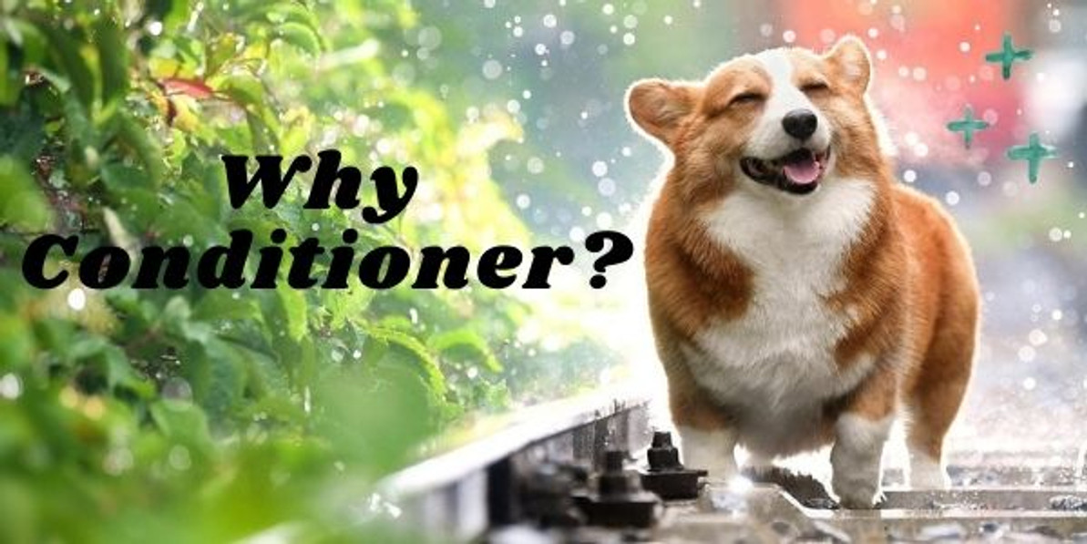 Yes, Your Pet Should Use Conditioner- Here's Why