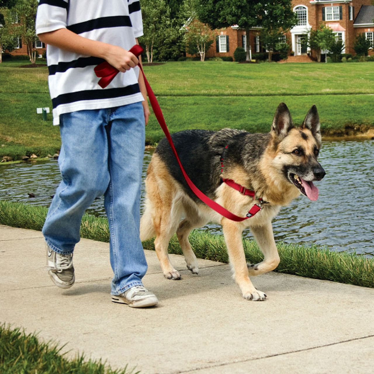 Petsafe easy walk discount no pull harness