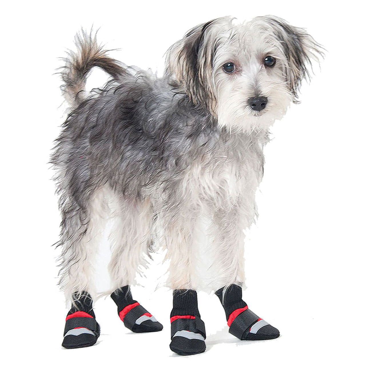 fashion dog boots