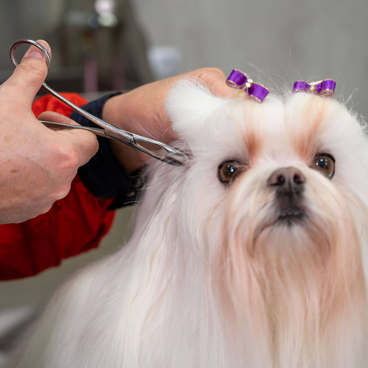 Show Tech+ Safety Ear Forceps