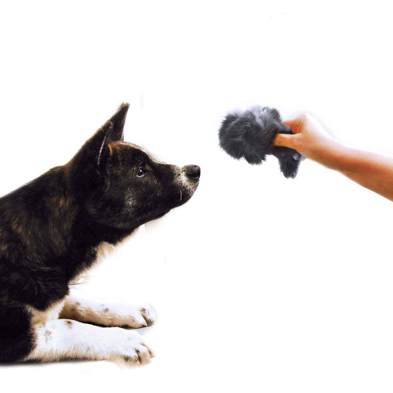 squeaky mouse dog toy