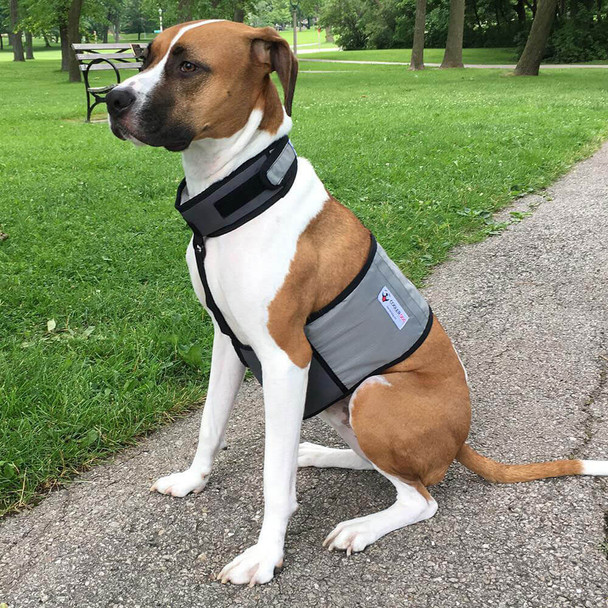 Cooler Dog Cooling Vest and Collar