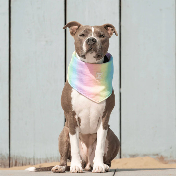 Rainbow Canada Pooch Chill Seeker Cooling Dog Bandana on Pup