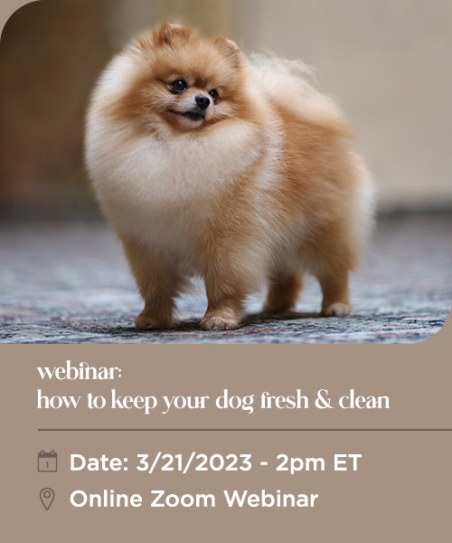 How To Keep Your Dog Fresh And Clean Webinar