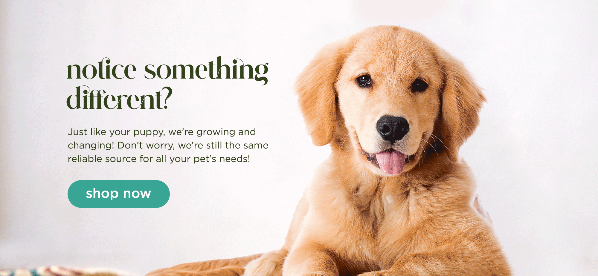 Golden Retriever Cherrybrook Premium Pet Supplies Golden Retriever