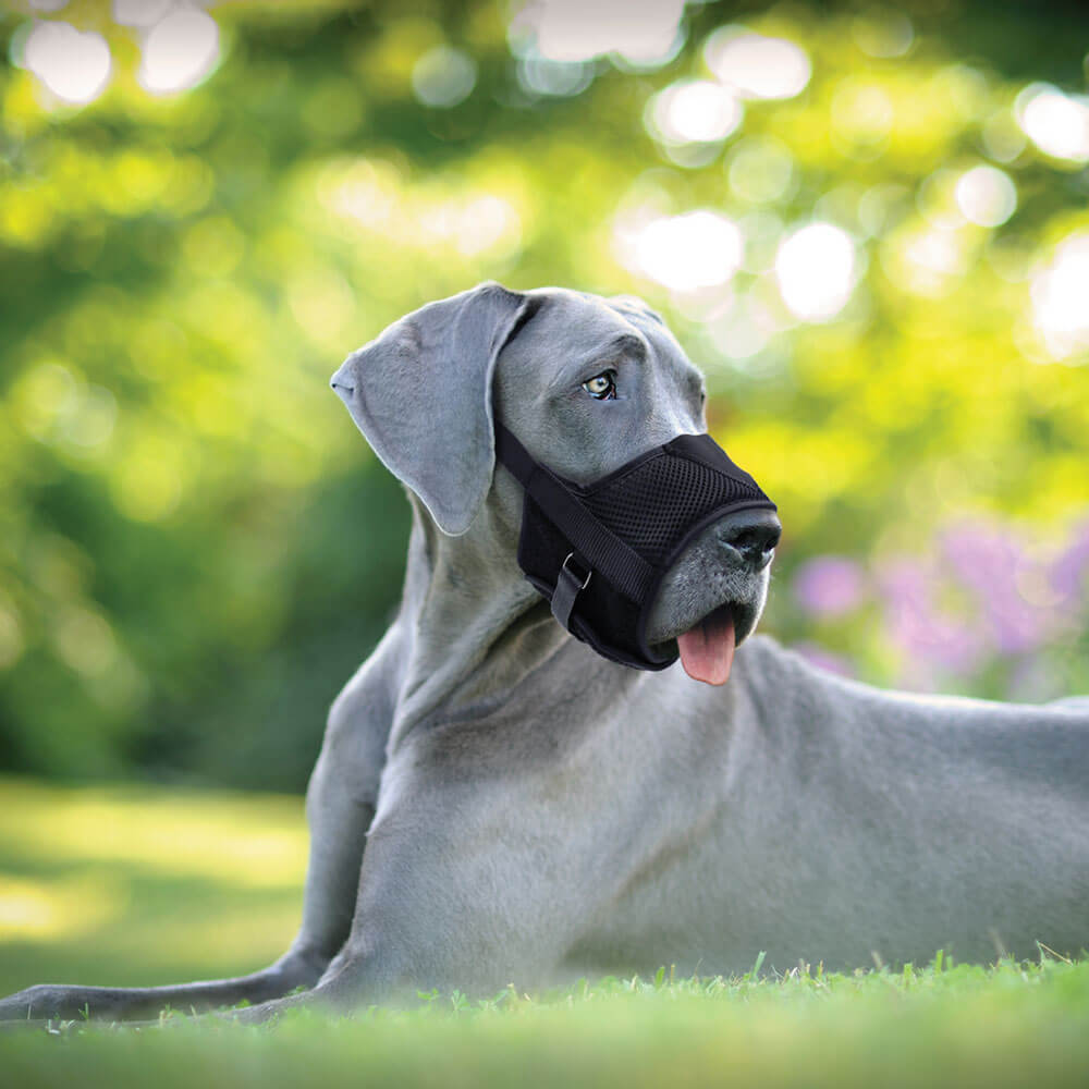 best muzzle for great dane