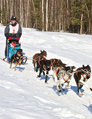 Sled Dog Racing