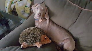 Gus and His Hedgehog