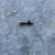 Melges 15 Rudder/Tiller Bolt