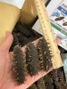 裕生海味 大連海參 600克約24-29條
