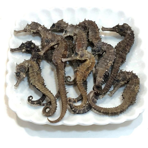 老上環小海馬 1 兩