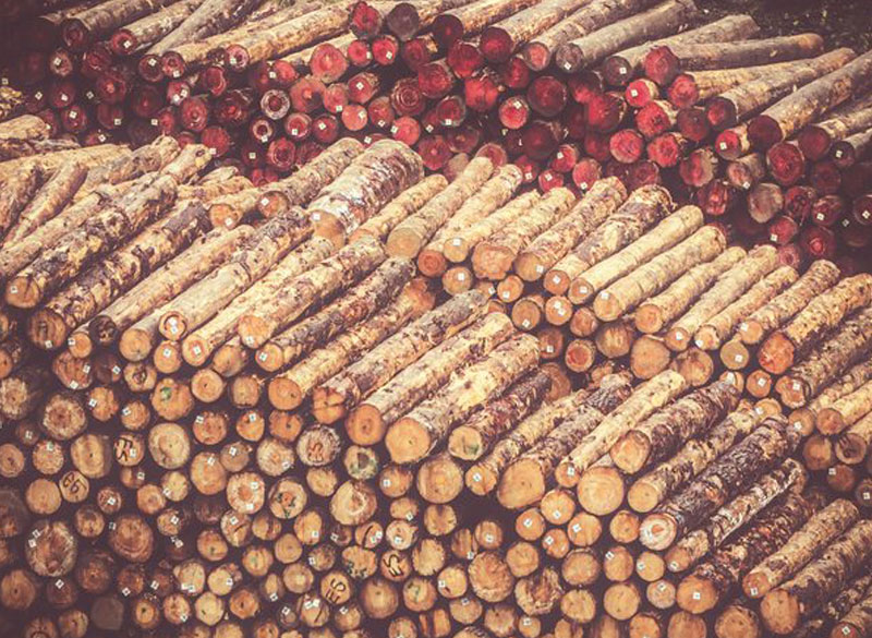 Cut trees stacked in a lumberyard to be cut