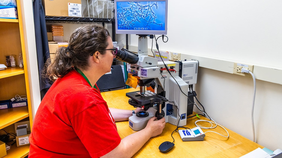 NC State Licenses Supplement Reducing GI Inflammation