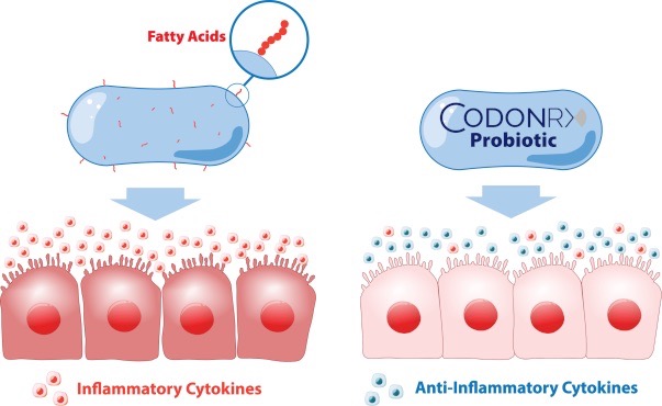 Study: LTA in Probiotics and Its Role in Gut Inflammation