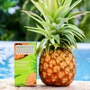 Pineapple Waikiki Black Tea - Case Rate