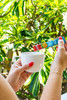 Hand pouring in a Lion Vanilla Macadamia Instant Coffee stick into a mug with greenery in the background.
